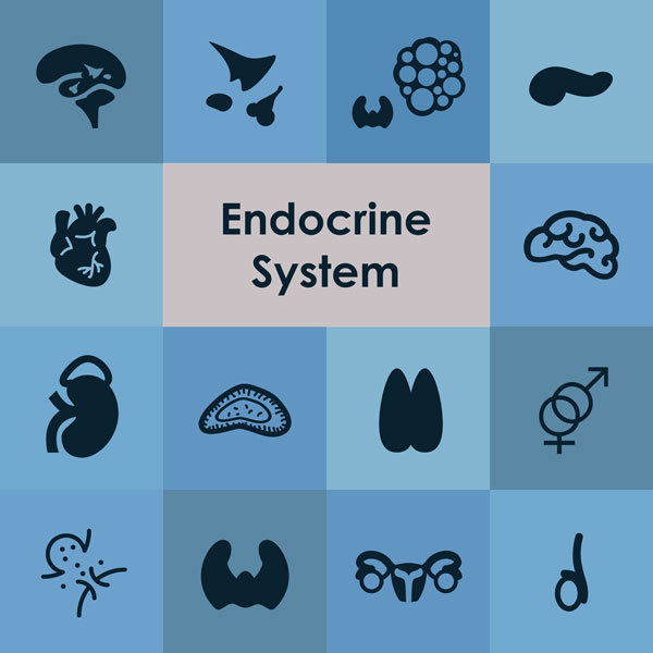 Elements of the endocrine system